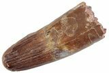 Fossil Spinosaurus Tooth - Feeding Worn Tooth #368022-1